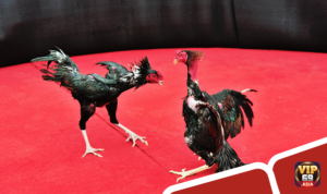 Cách chọn giống gà chọi thông qua lối đá